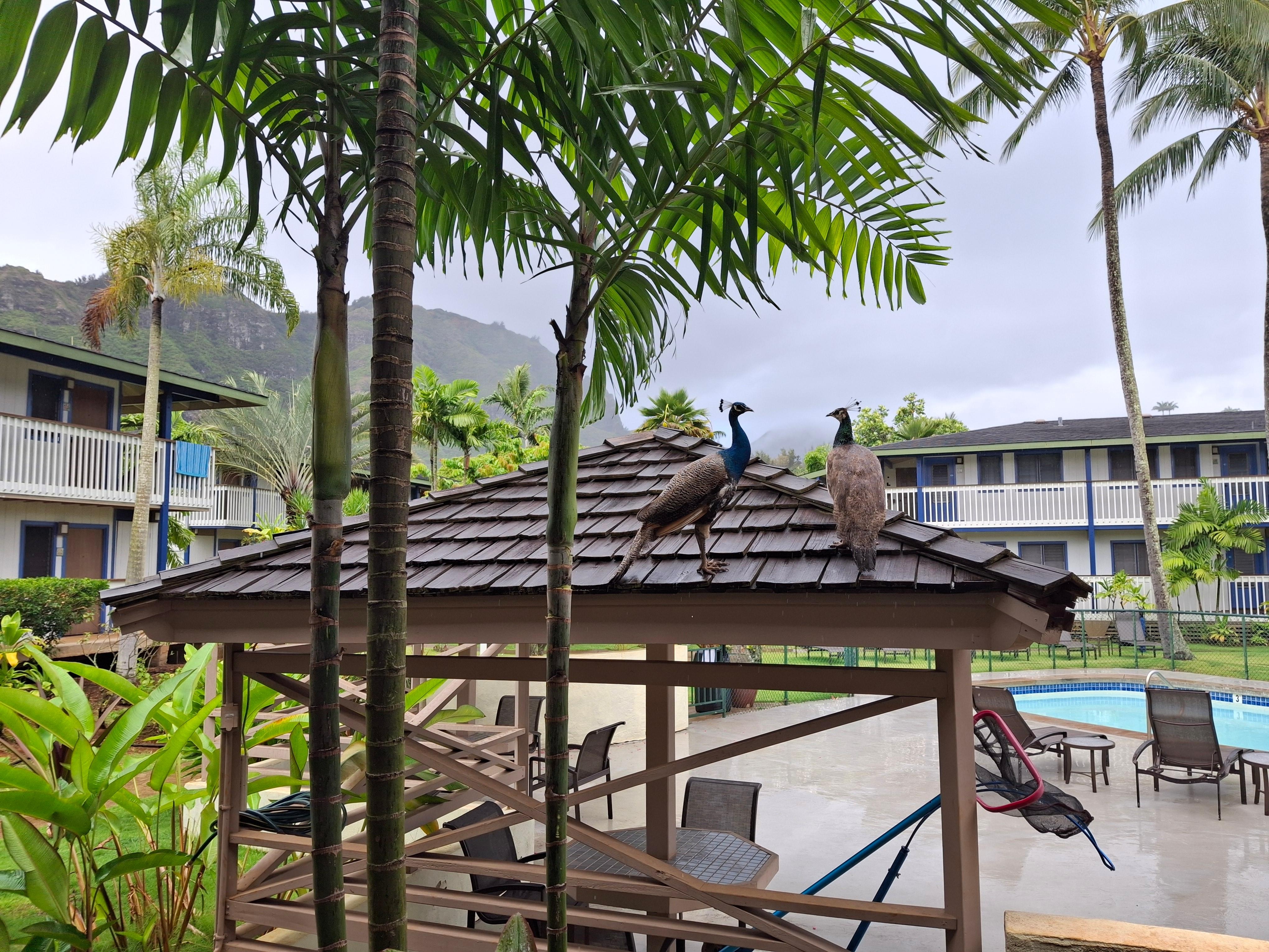 Peacocks around the property (there are also chickens and cats)