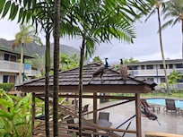 Peacocks around the property (there are also chickens and cats)