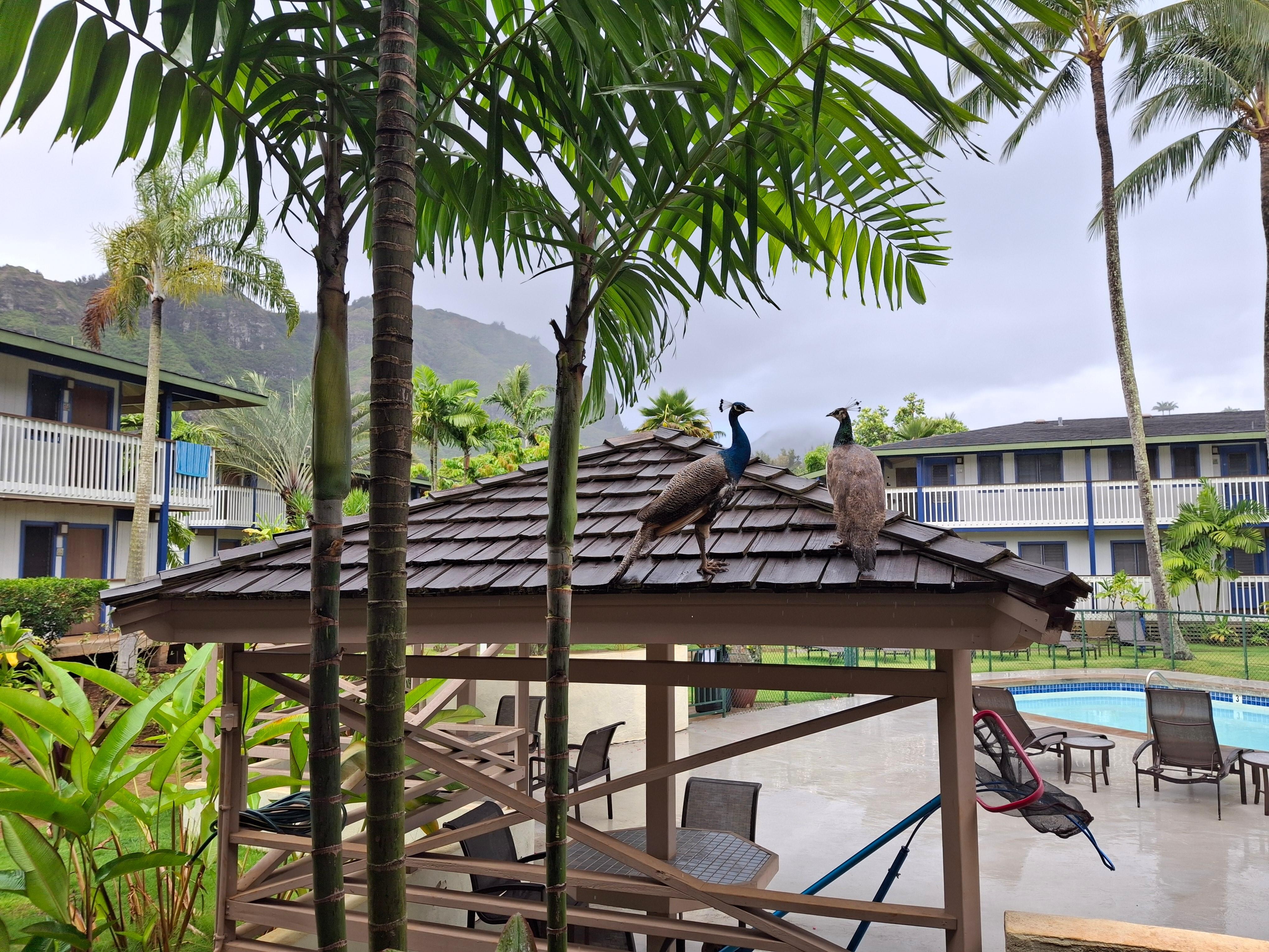 Peacocks around the property (there are also chickens and cats)