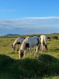 The moors (25 mins)