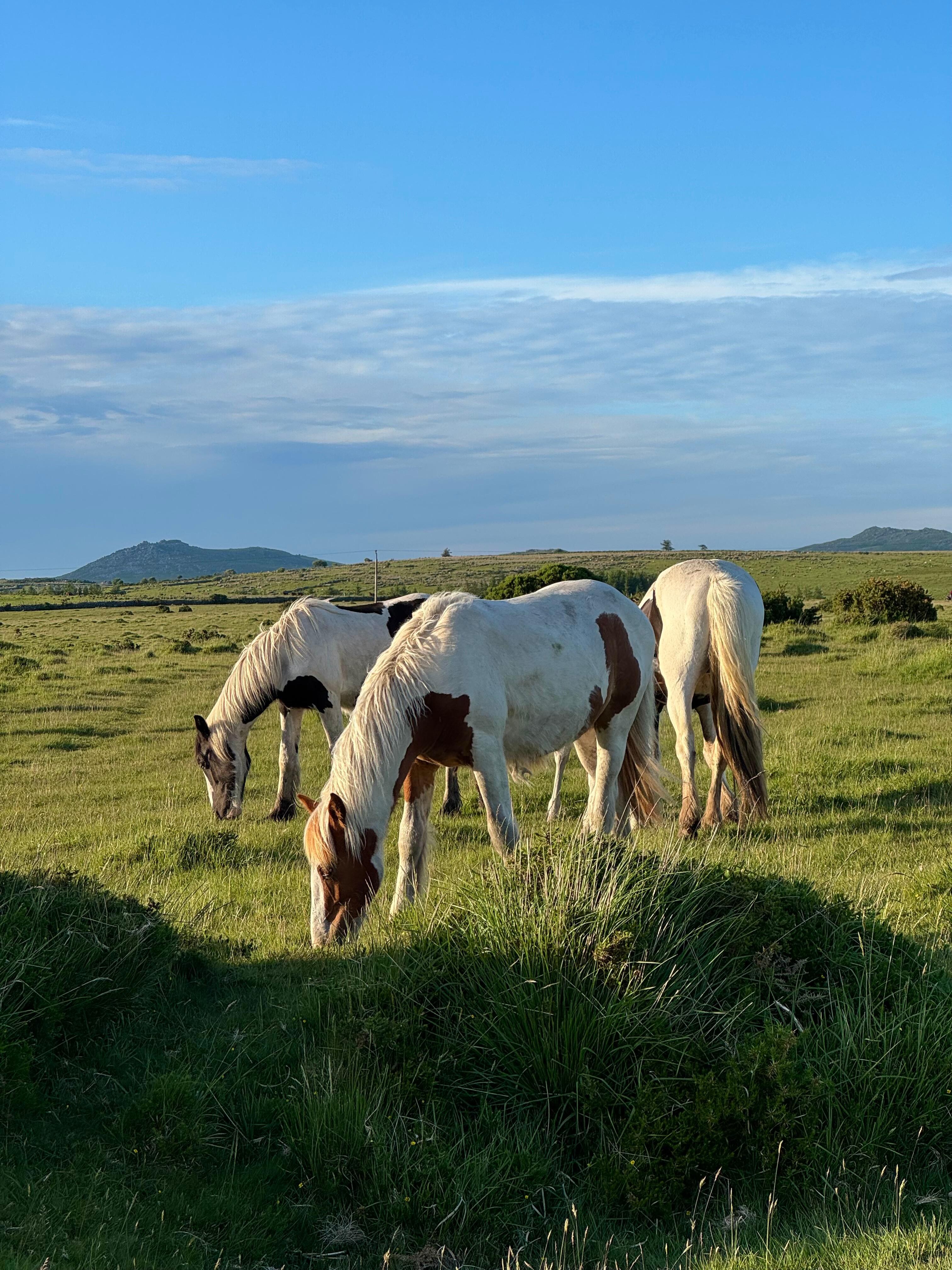 The moors (25 mins)