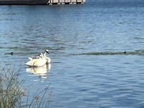 Beautiful swans only 20 metres from our door!