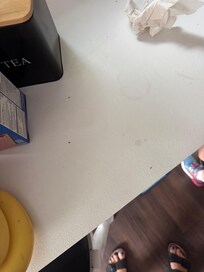 Ants