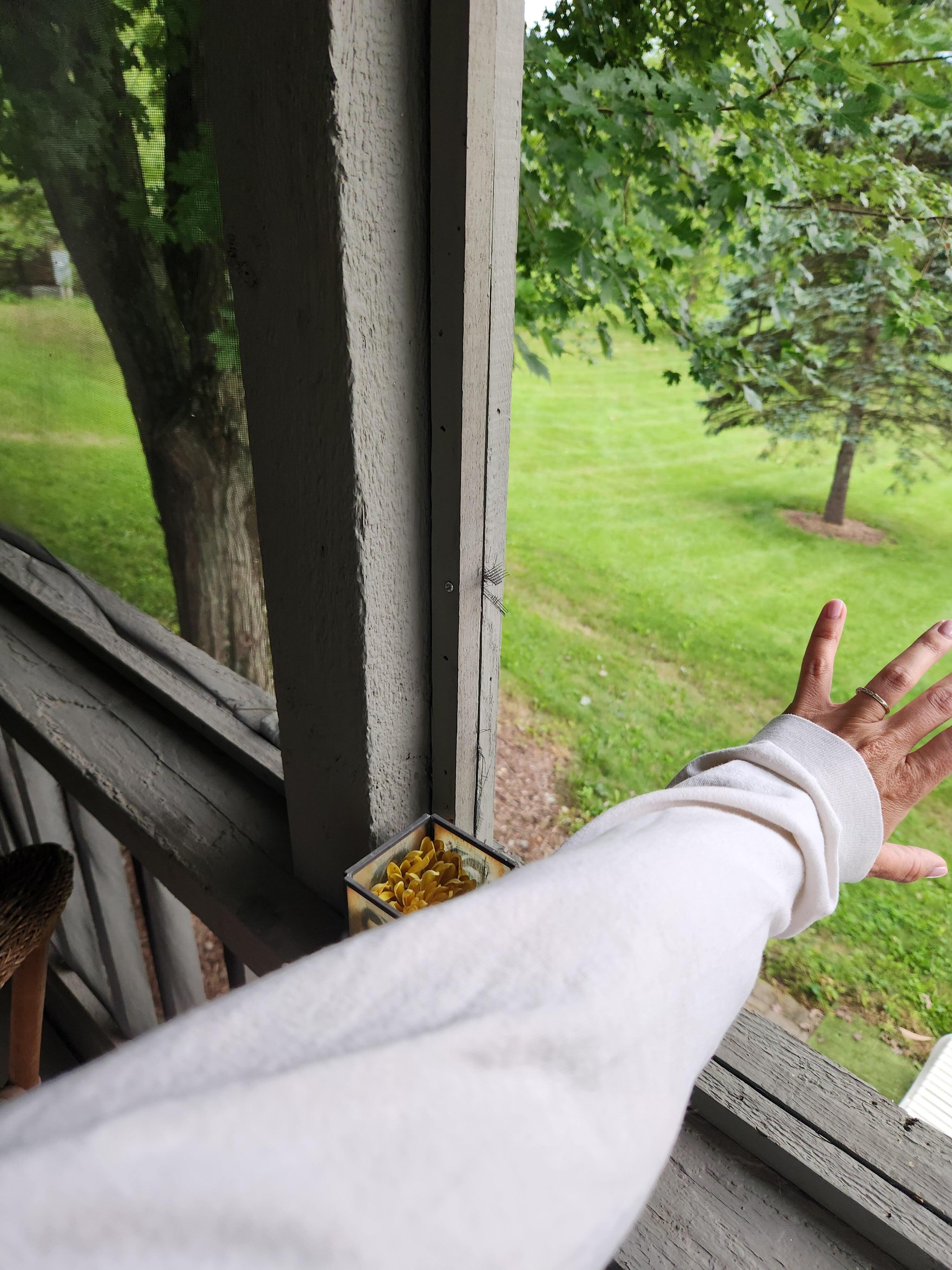 Missing screen in screened-in porch