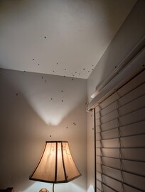 Beetles in bedroom on ceiling and walls