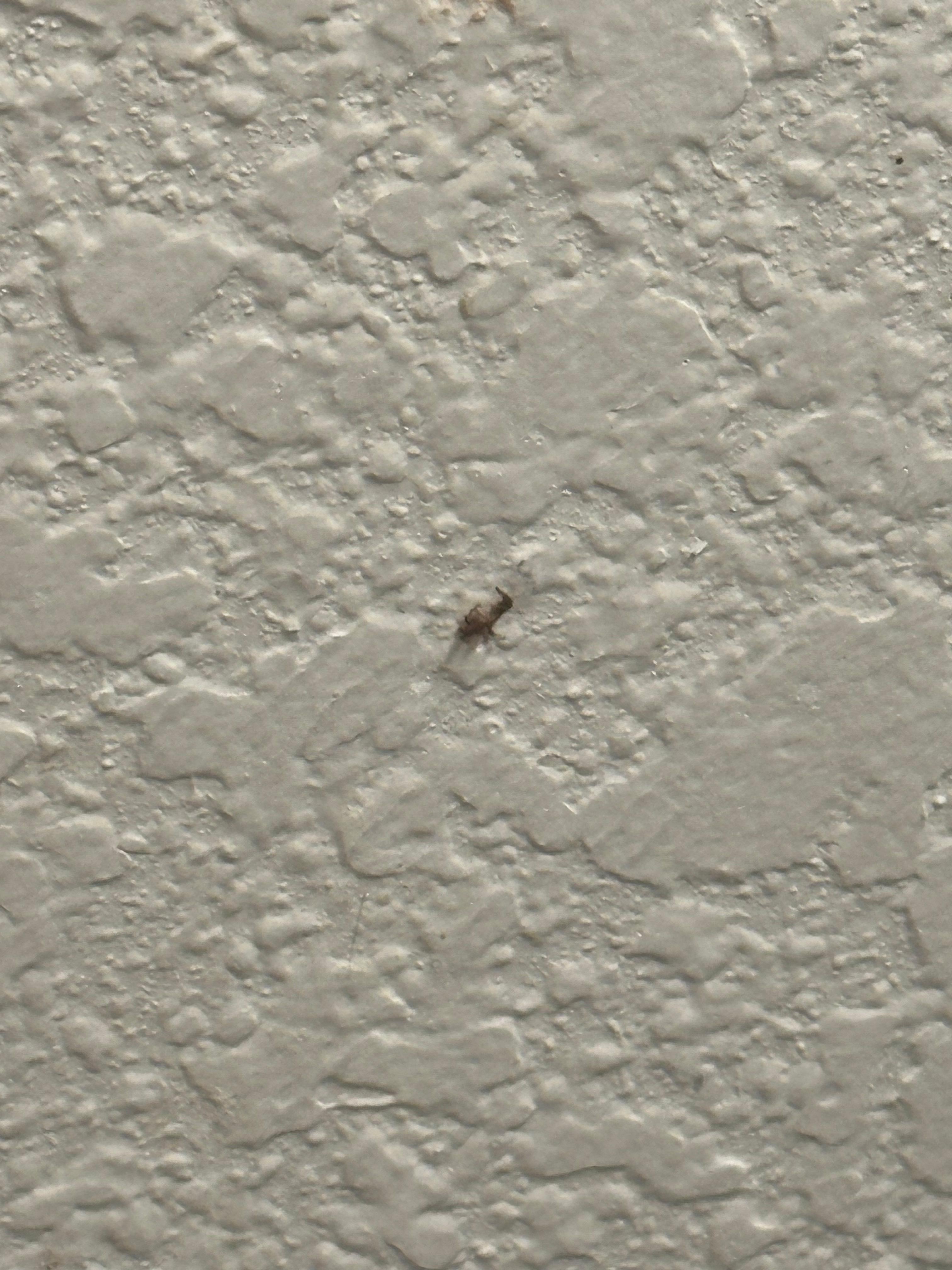 Goodness knows what mashed onto the wall