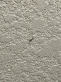 Goodness knows what mashed onto the wall