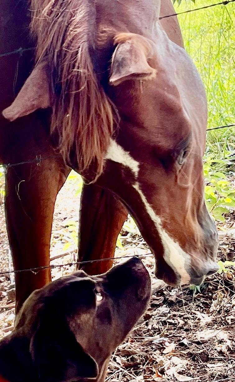 Our fur baby. met the neighbours