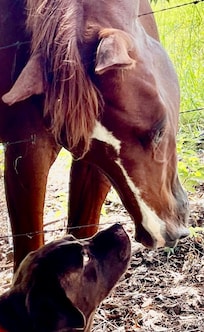 Our fur baby. met the neighbours