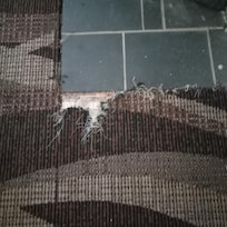 Torn up carpet