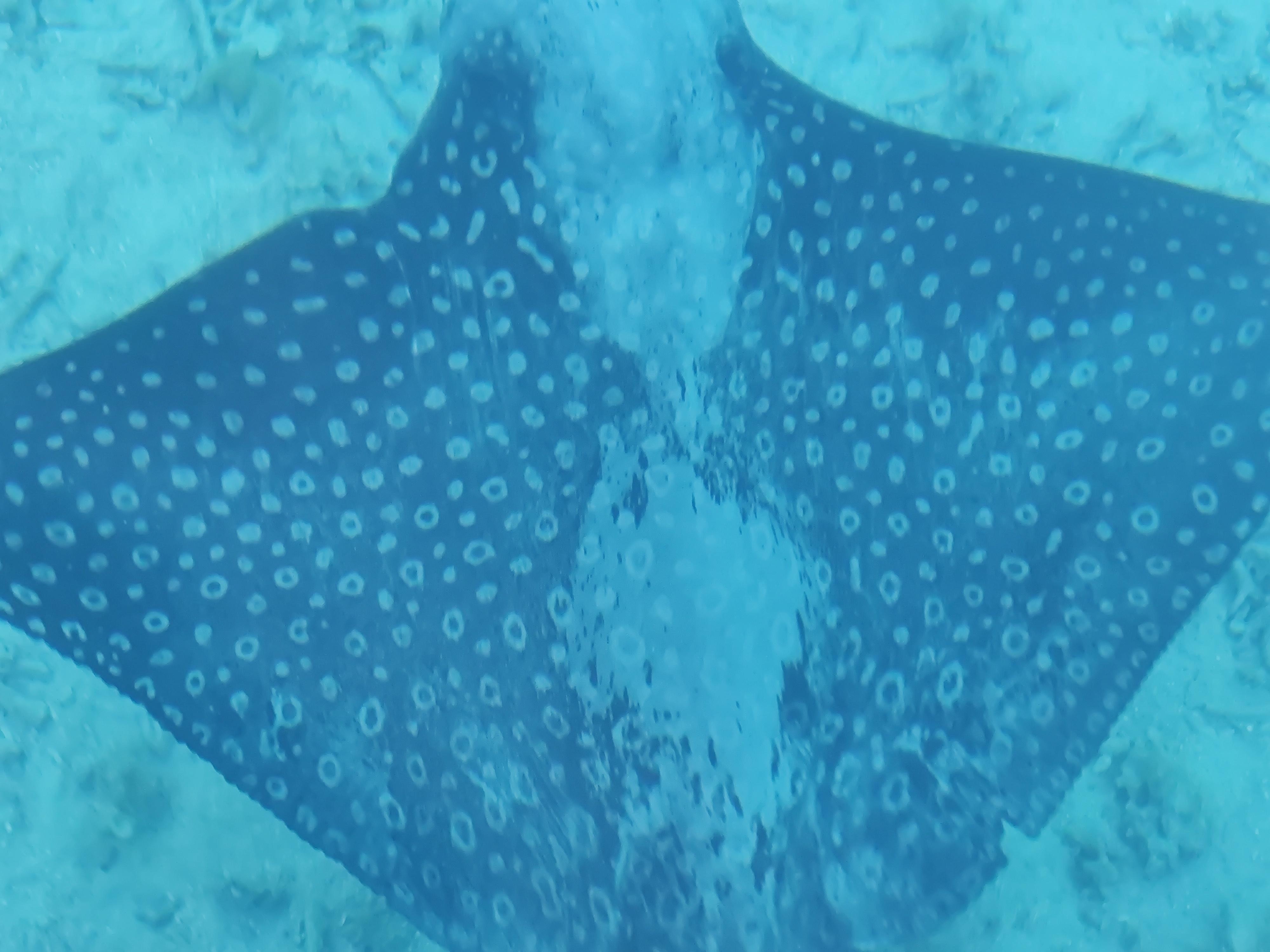 Spotted eagle ray that came by every morning 