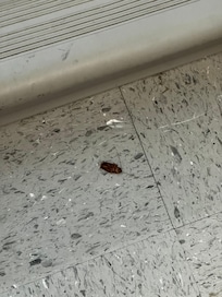 Roaches