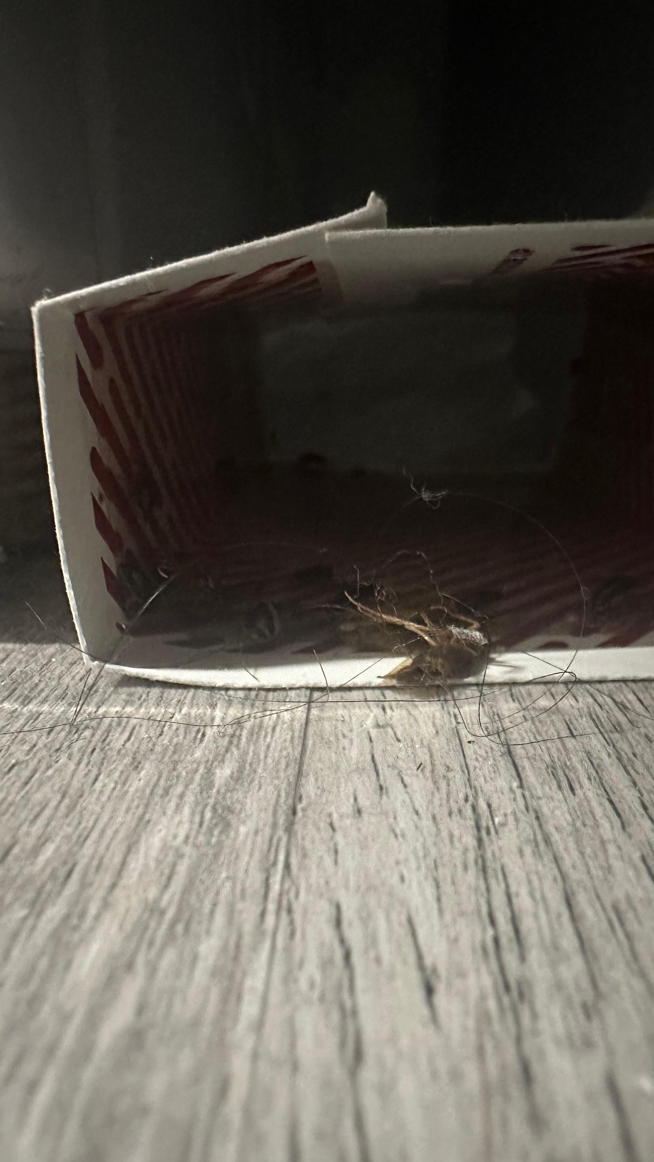 One of my glue traps 