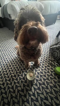 Treated like a princess.