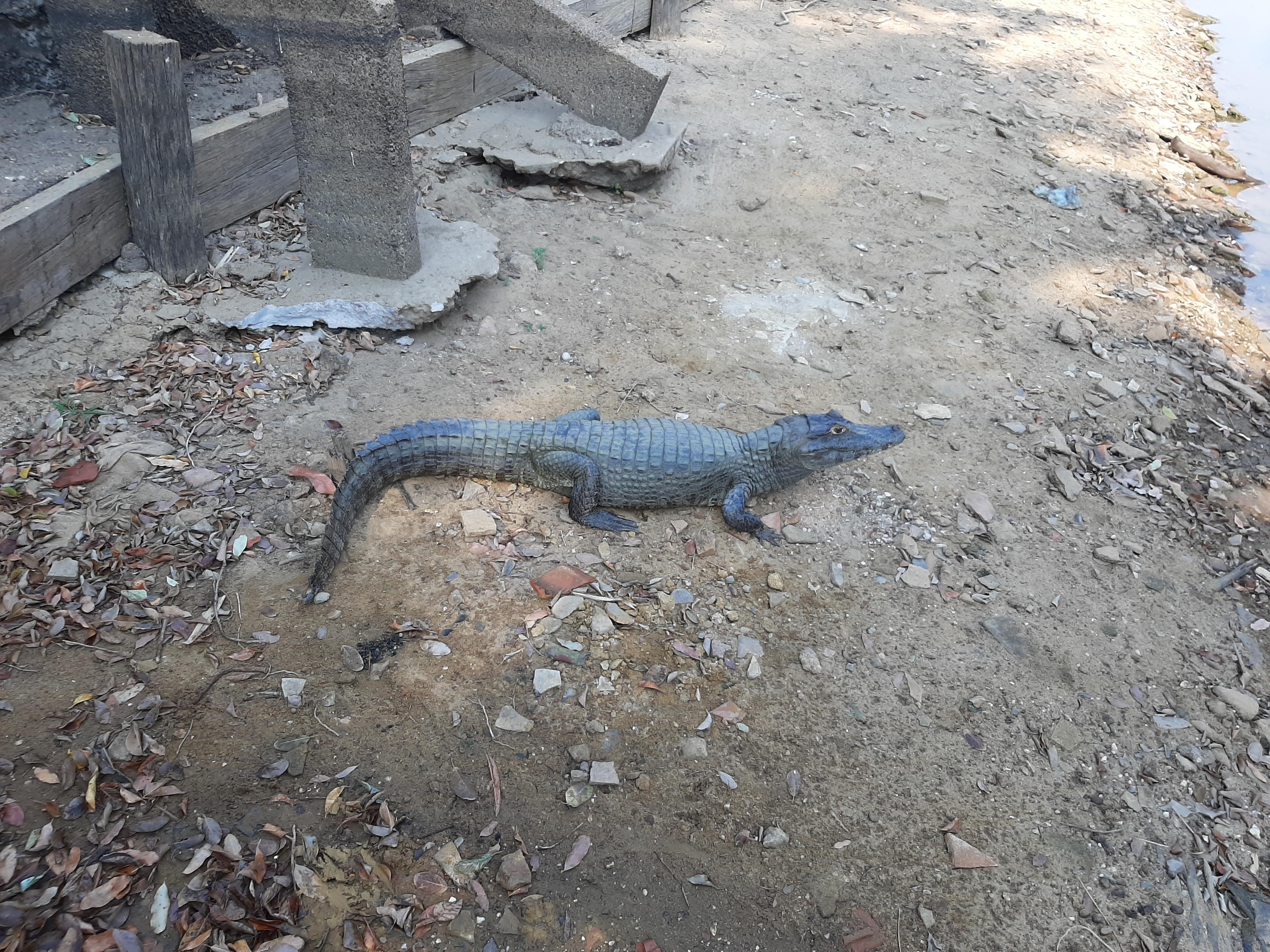 Jacarés comendo piranhas