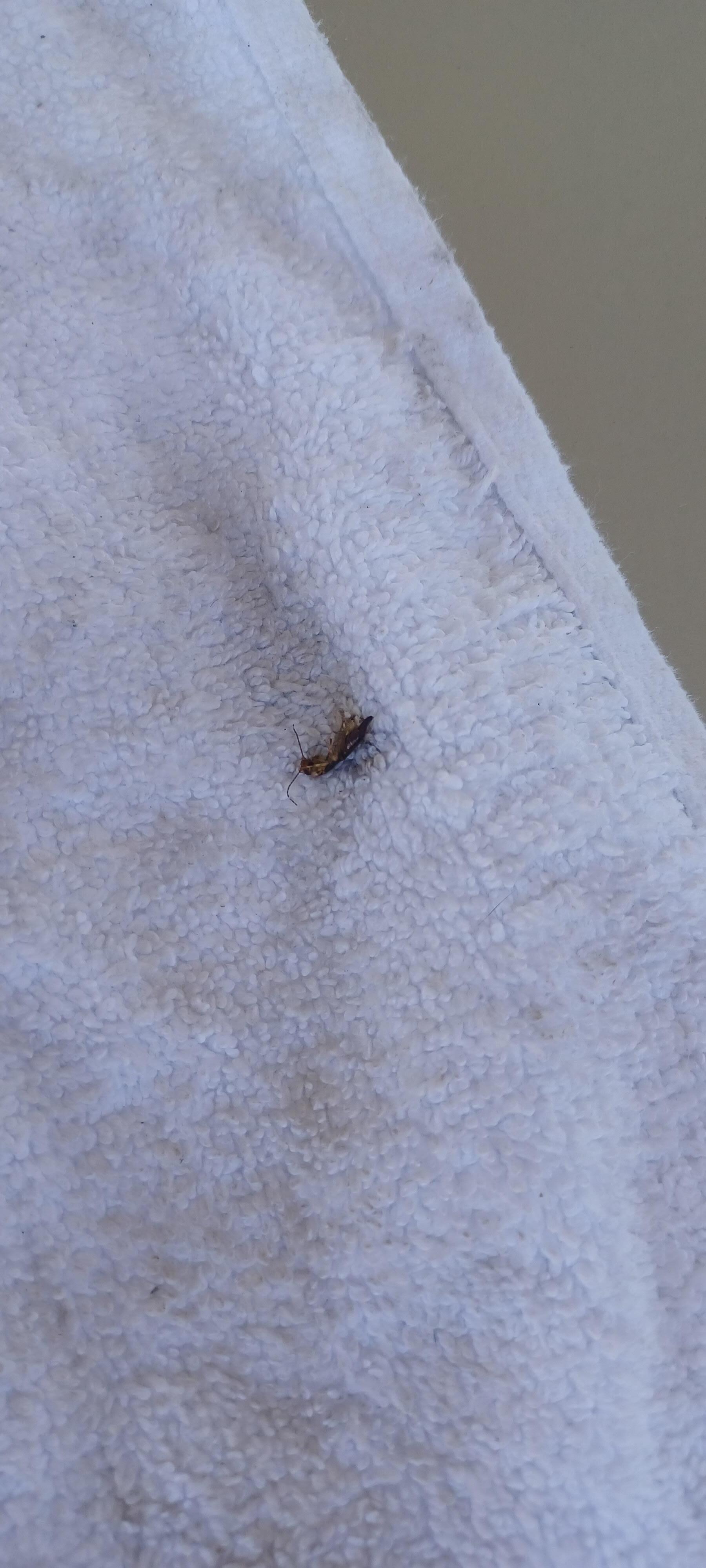 Bug literally stuck on the towel they charged me for 