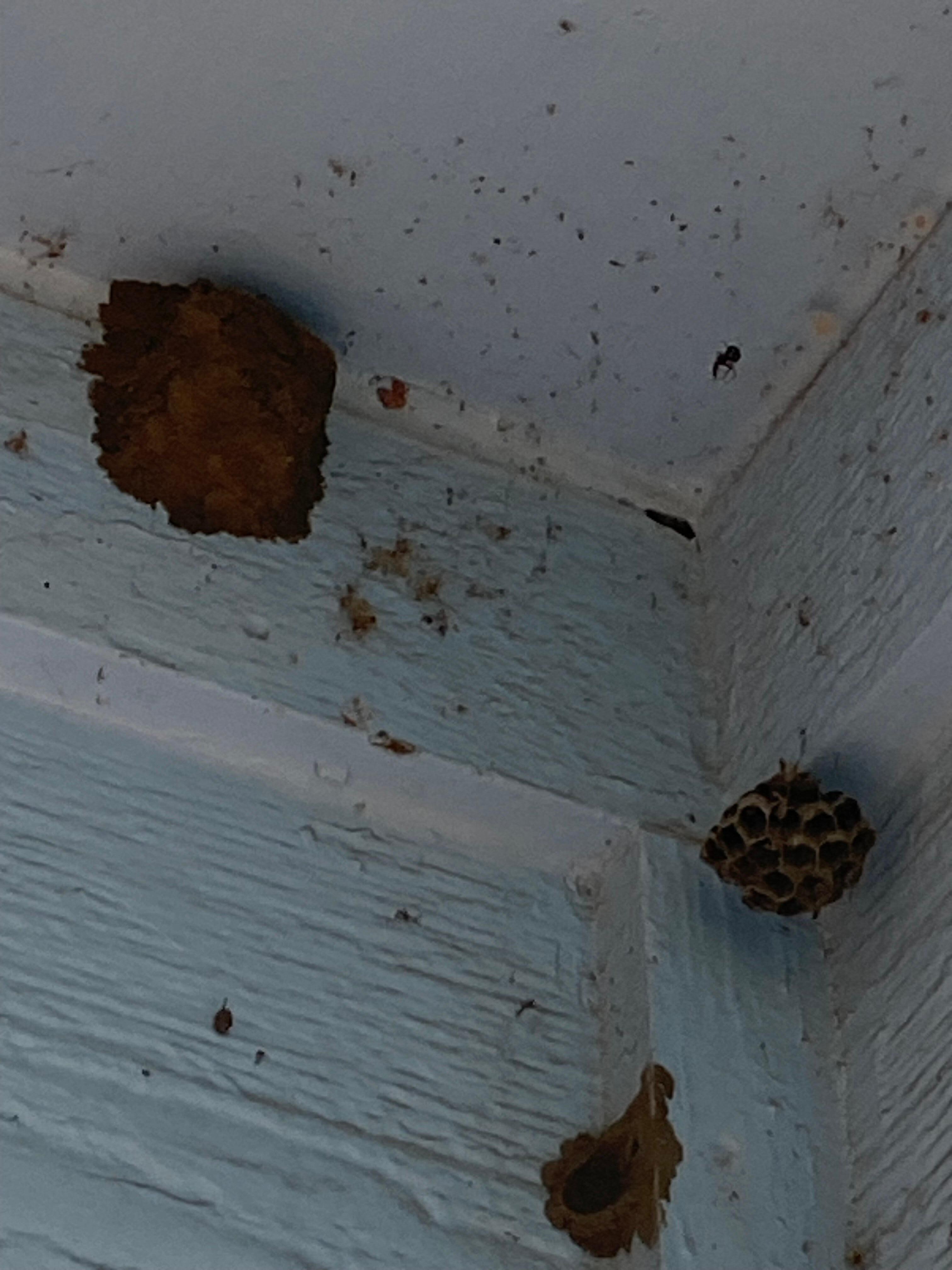 Wasp Nest covered the back patio.