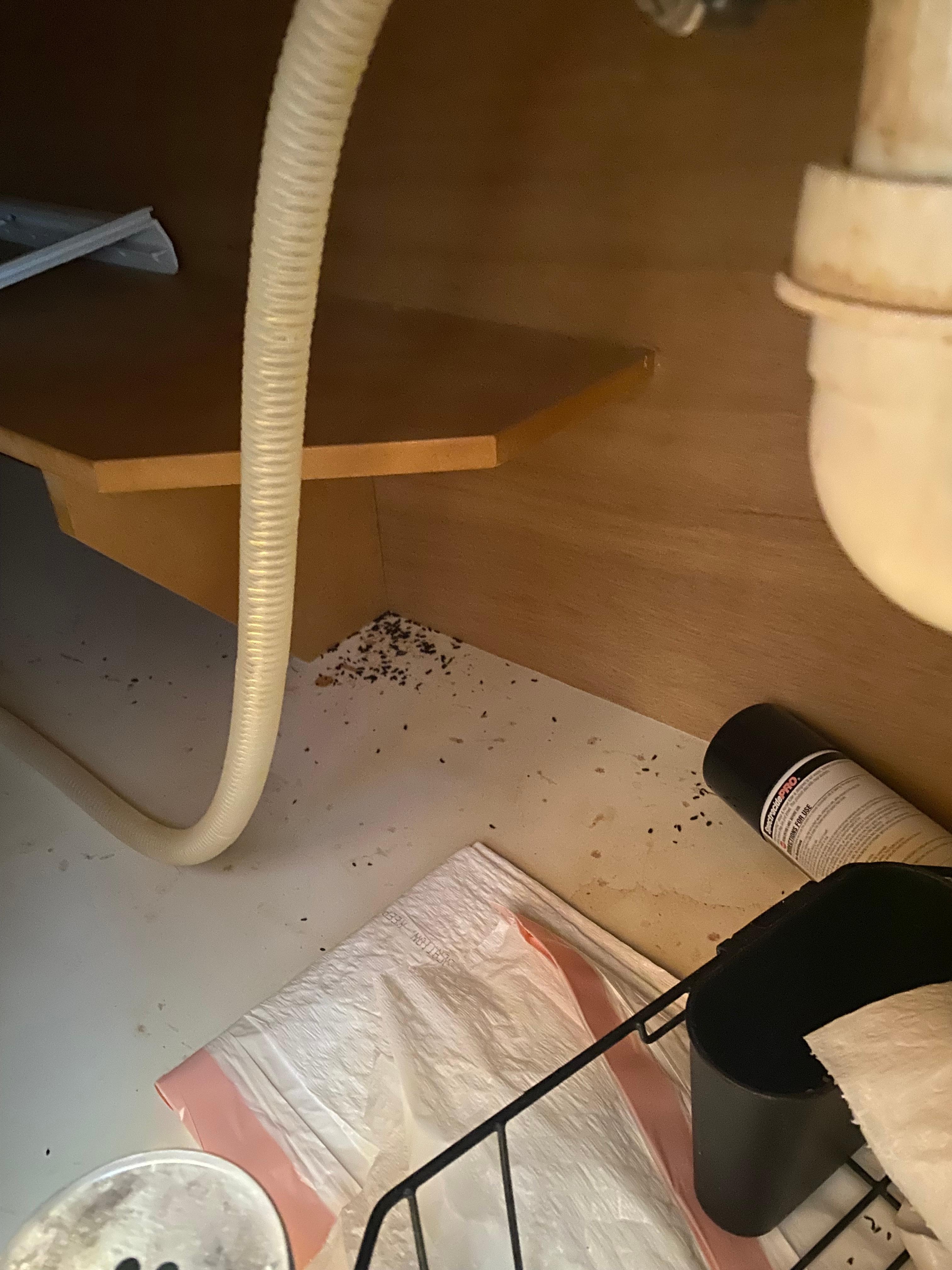 Under kitchen sink rodent droppings