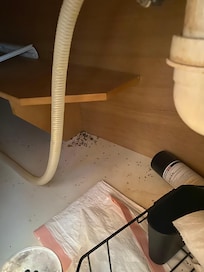 Under kitchen sink rodent droppings