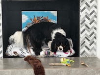 Took him a few hours but he did make it in there!