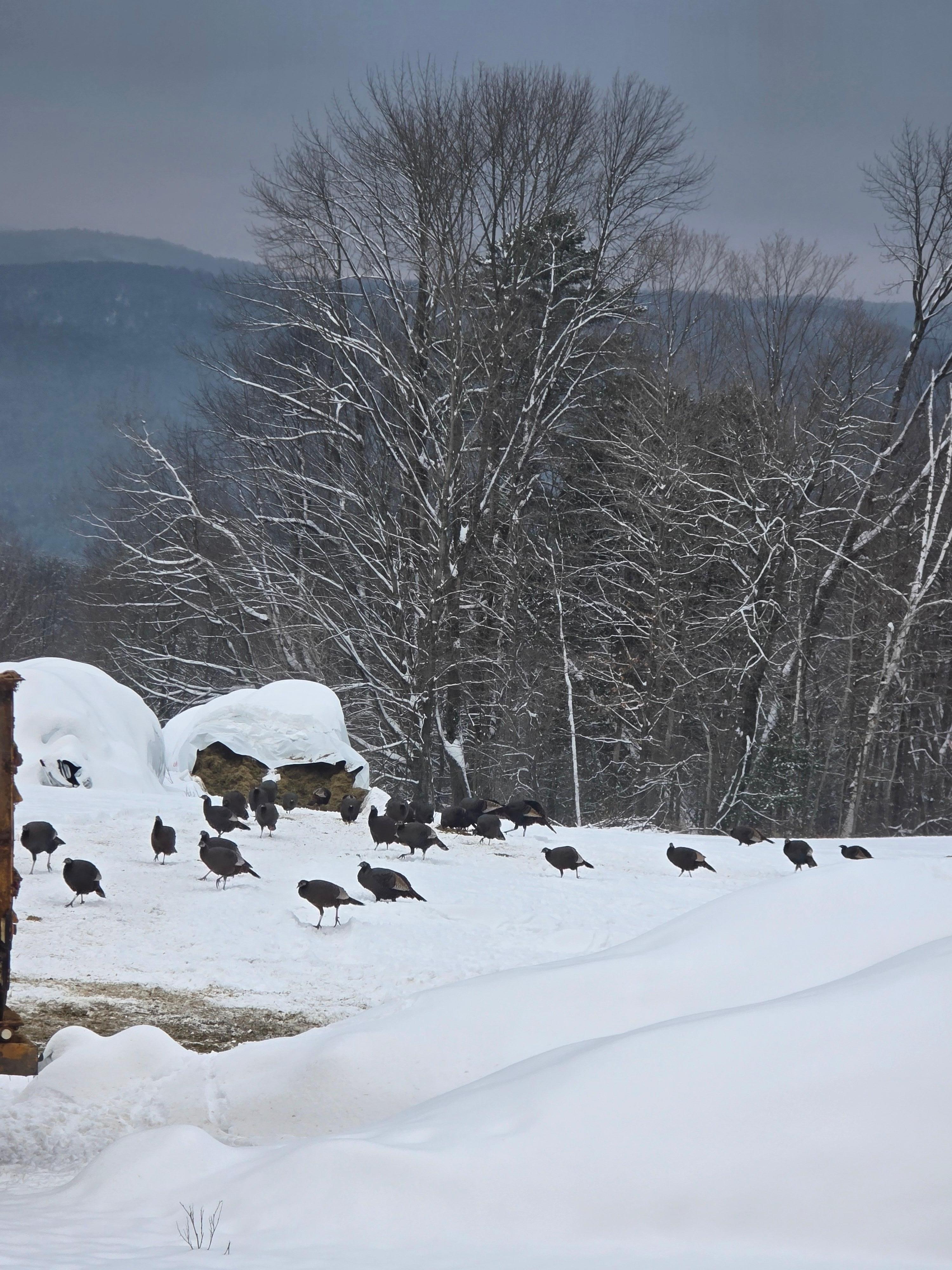 Wild turkeys on the road to the cabin. So cool!!