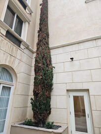 Evergreen needs attention