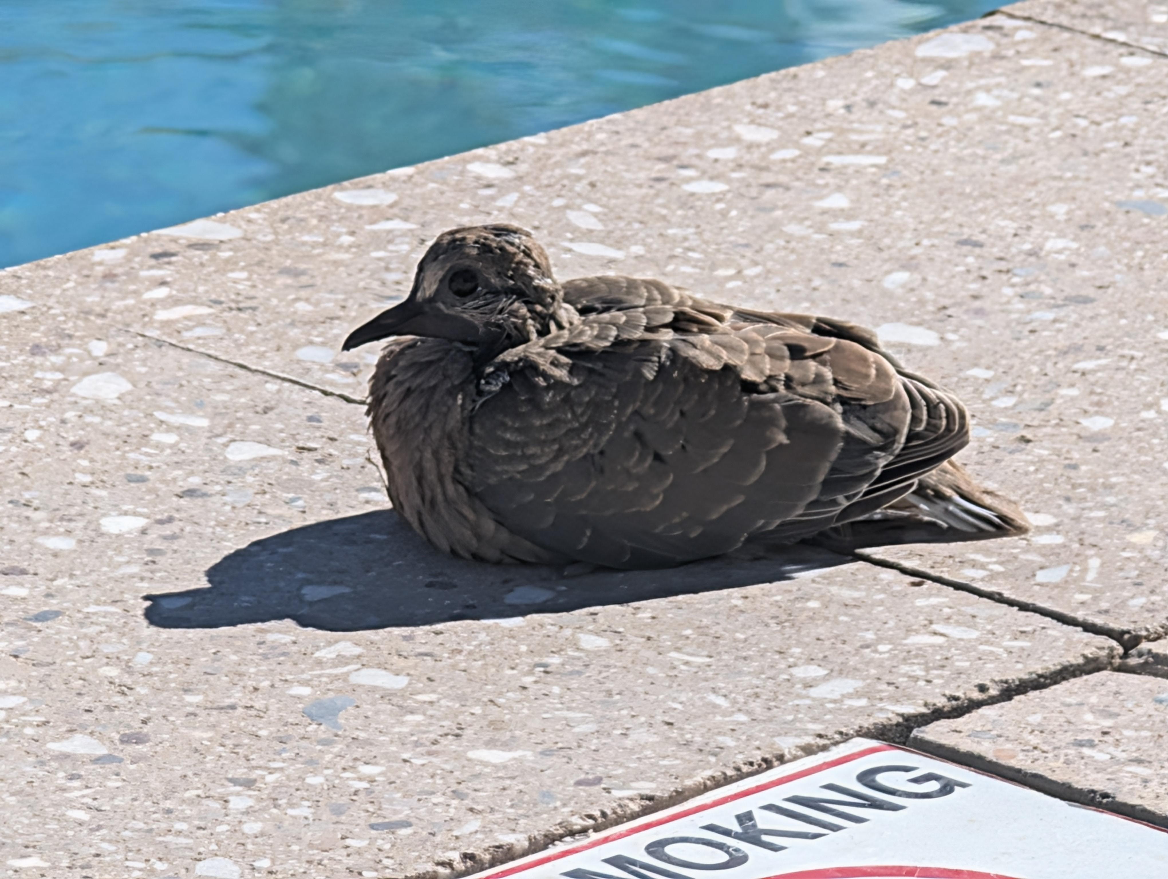 There were two baby morning doves on the pool deck. They sat for over an hour. Waiting for parents to feed.