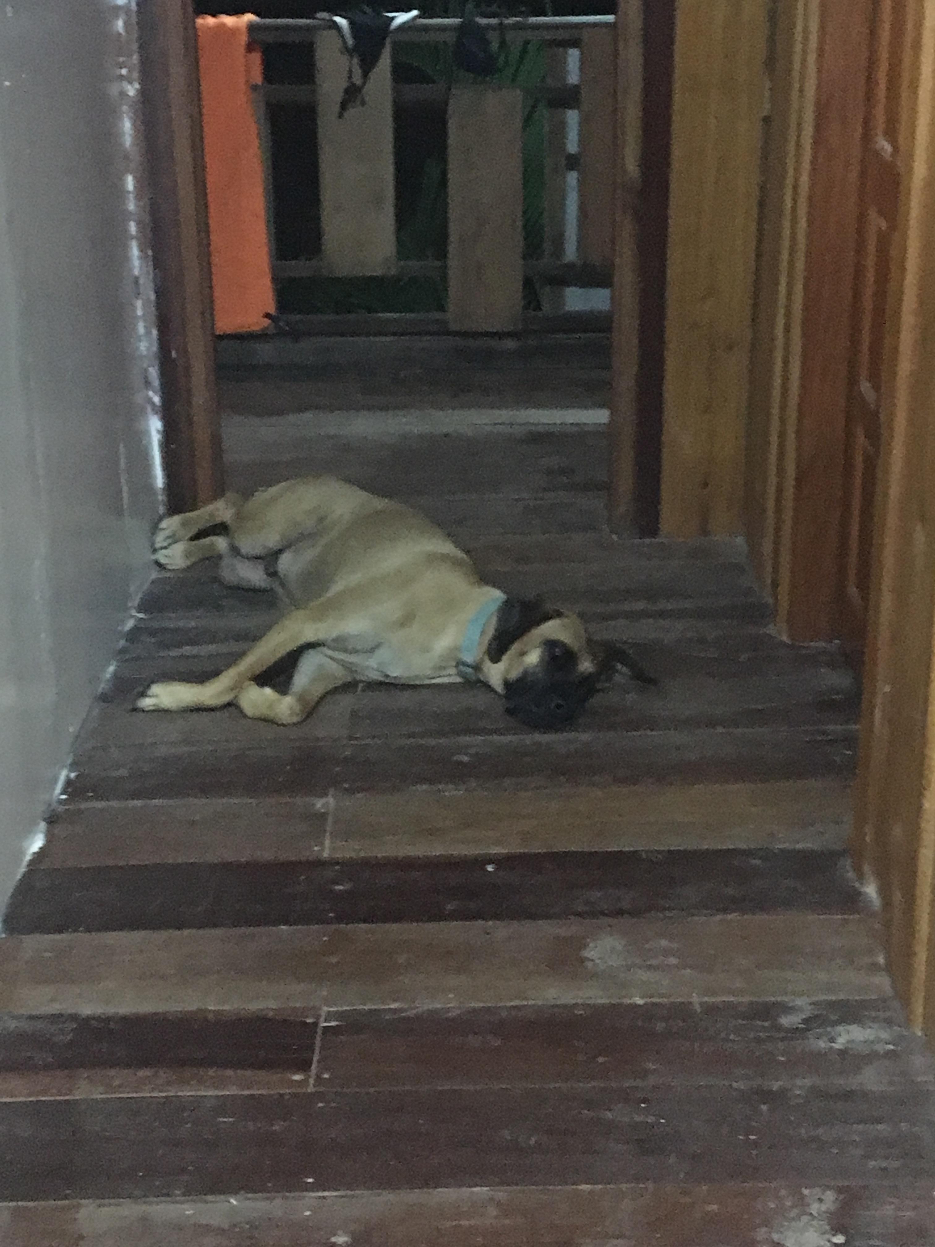 Goofy “guarding” (sleeping) outside the second floor doors.