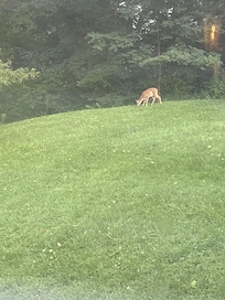 Back yard comes with Momma and Baby deer that play with rabbits!!! Thumper and Bambi…😁