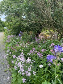 Underbar blomsterprakt på gården