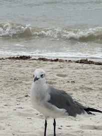 New BFF at the beach