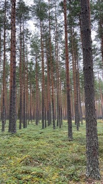 Skogen ved The Plus