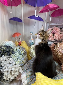 雨の季節でも楽しめるフォトブース