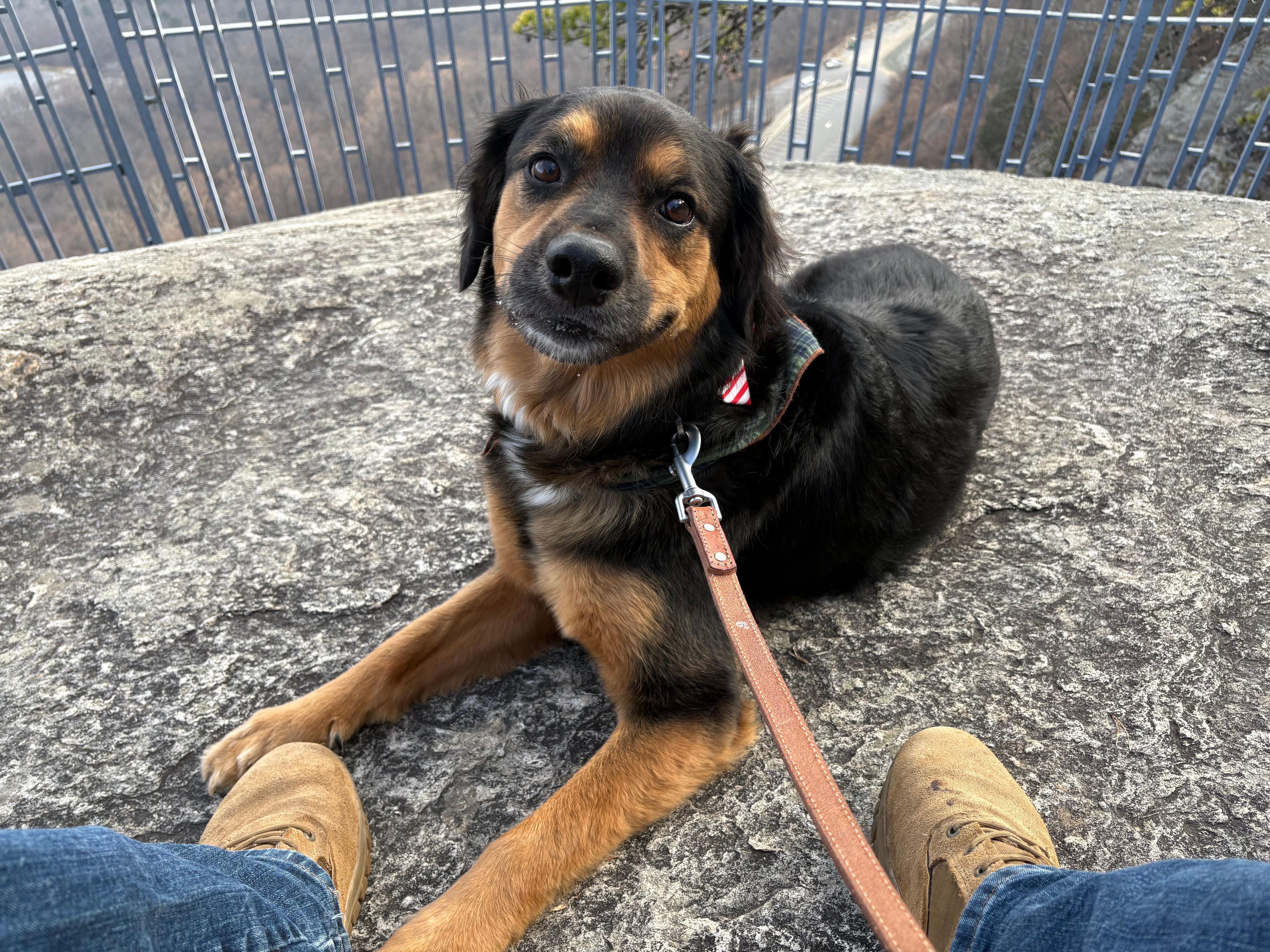 Our pup enjoying the rest at the top of Chimney rock.  