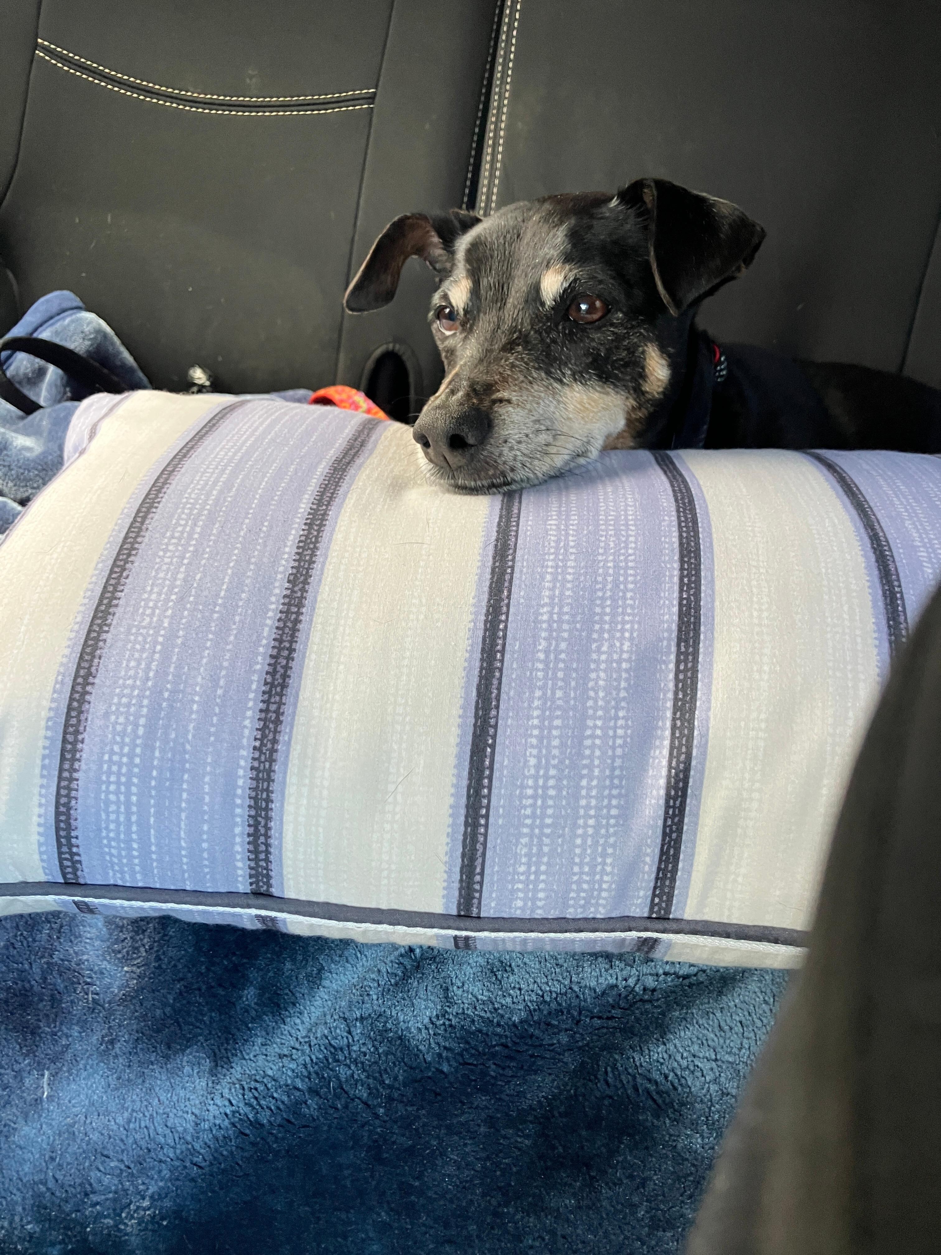 Exhausted and happy after her adventures on the Sunny Coast.