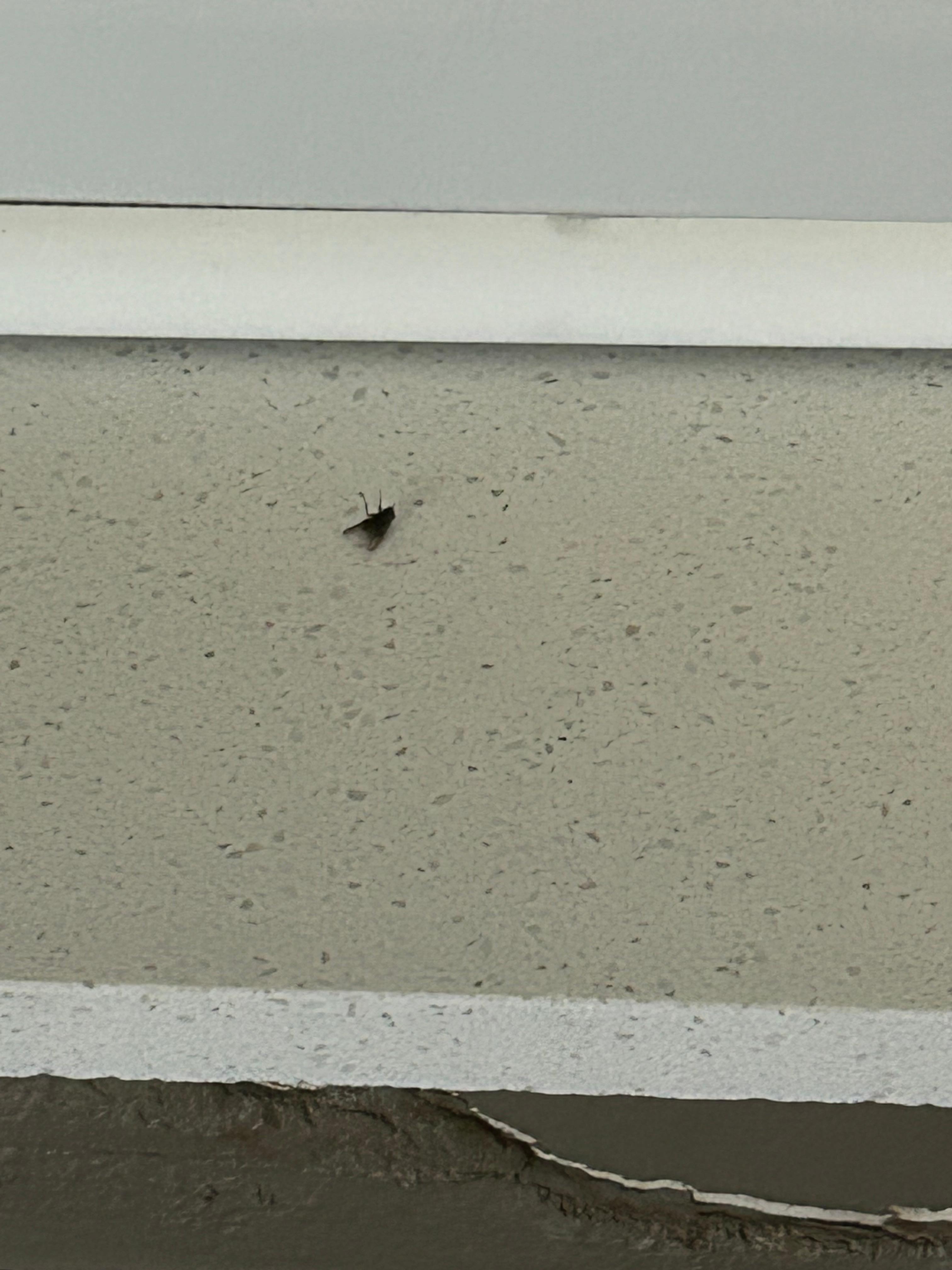 Dead fly on window ledge