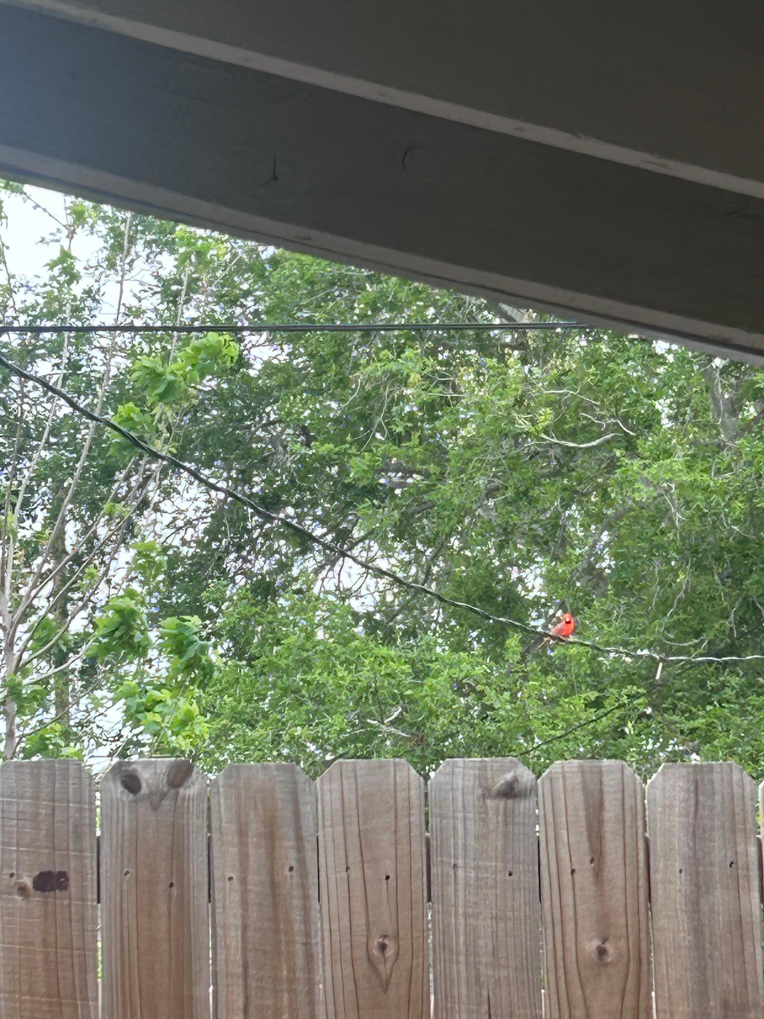 So many different birds in the morning.. so peaceful in the morning with a cup of coffee