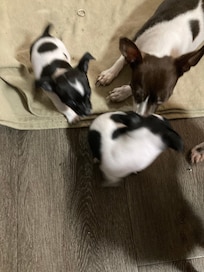 All these puppies were born here