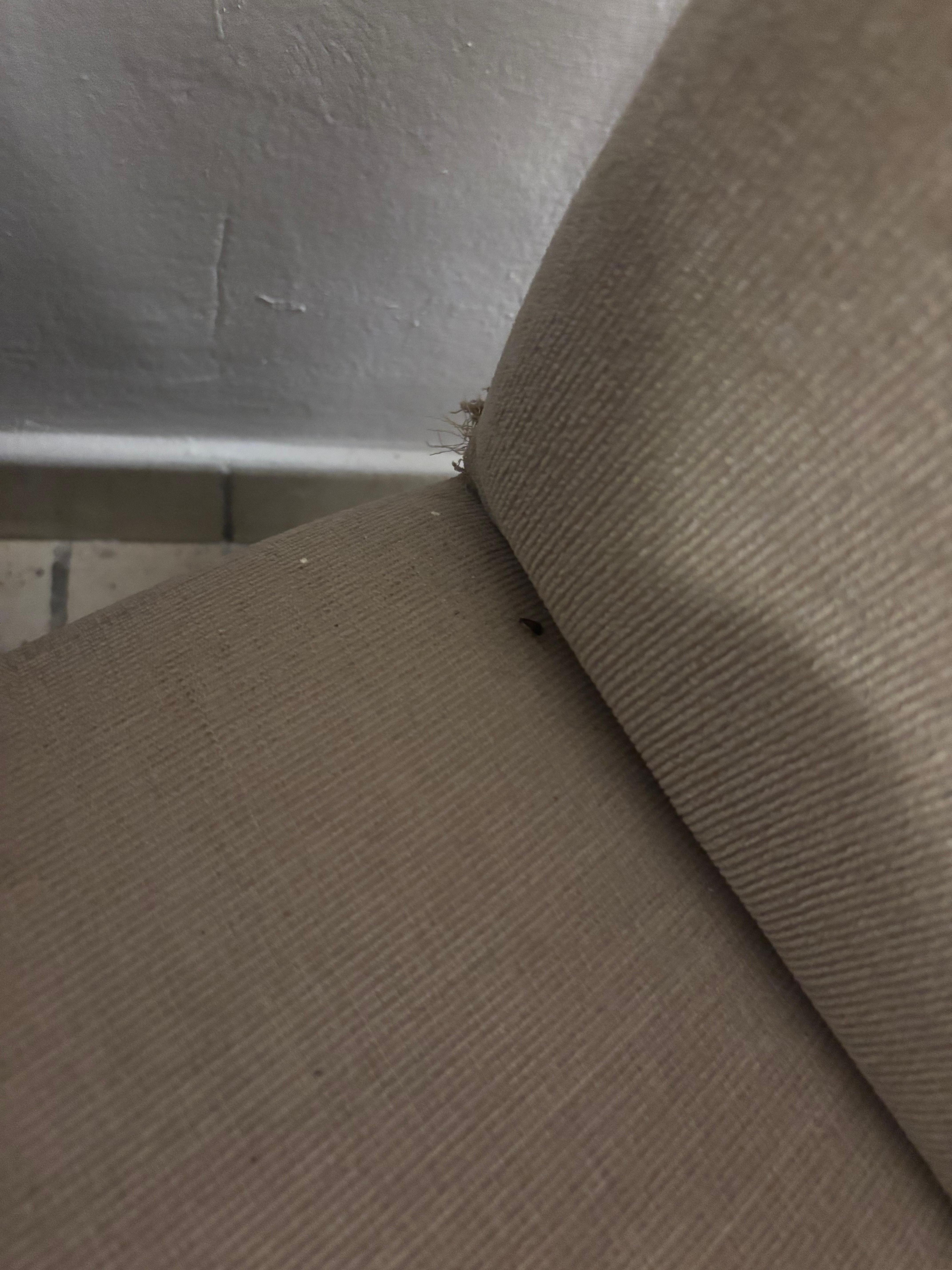 Roach on chair