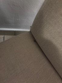 Roach on chair