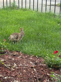 Lots of bunny visits.