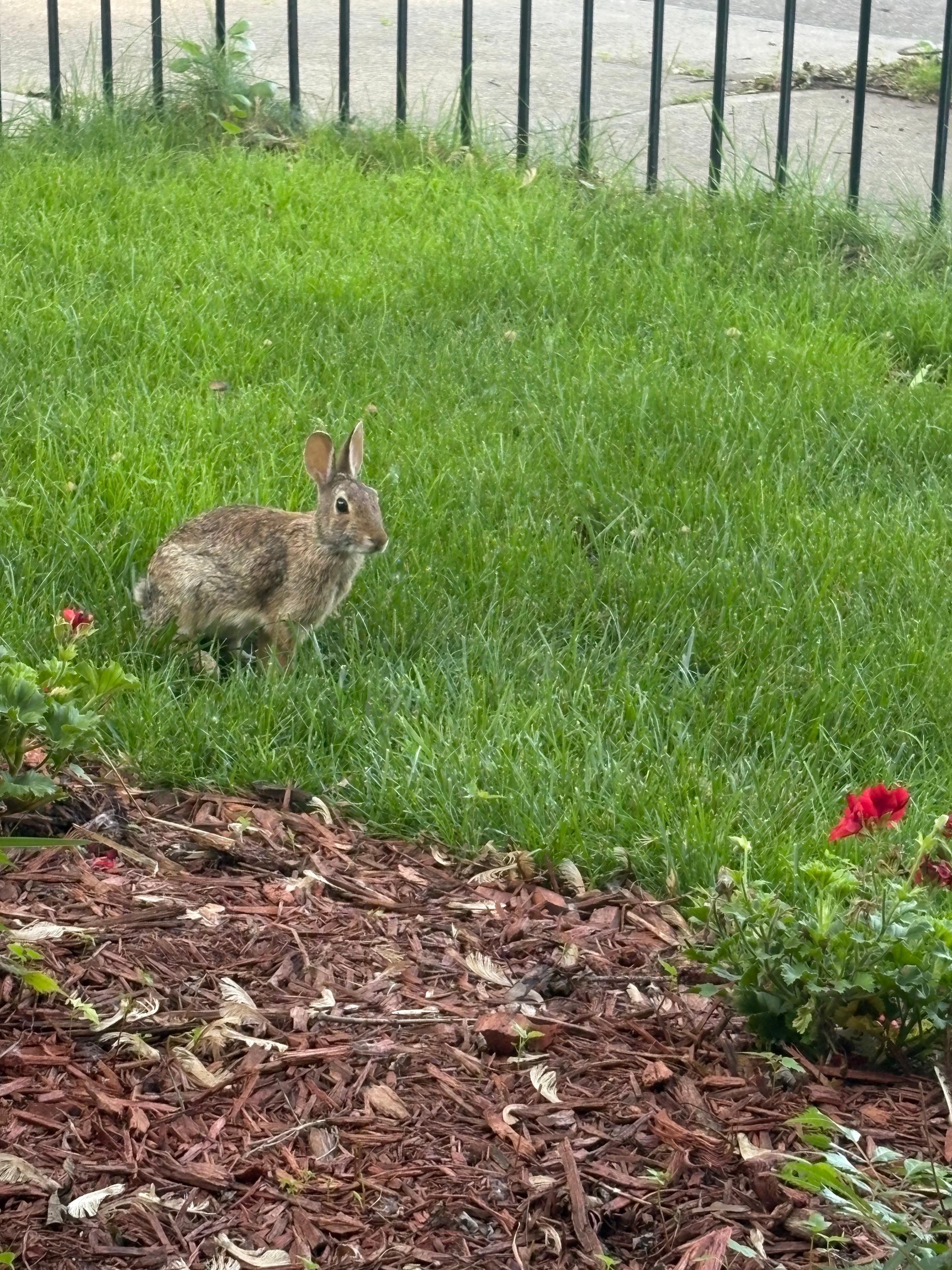 Lots of bunny visits.
