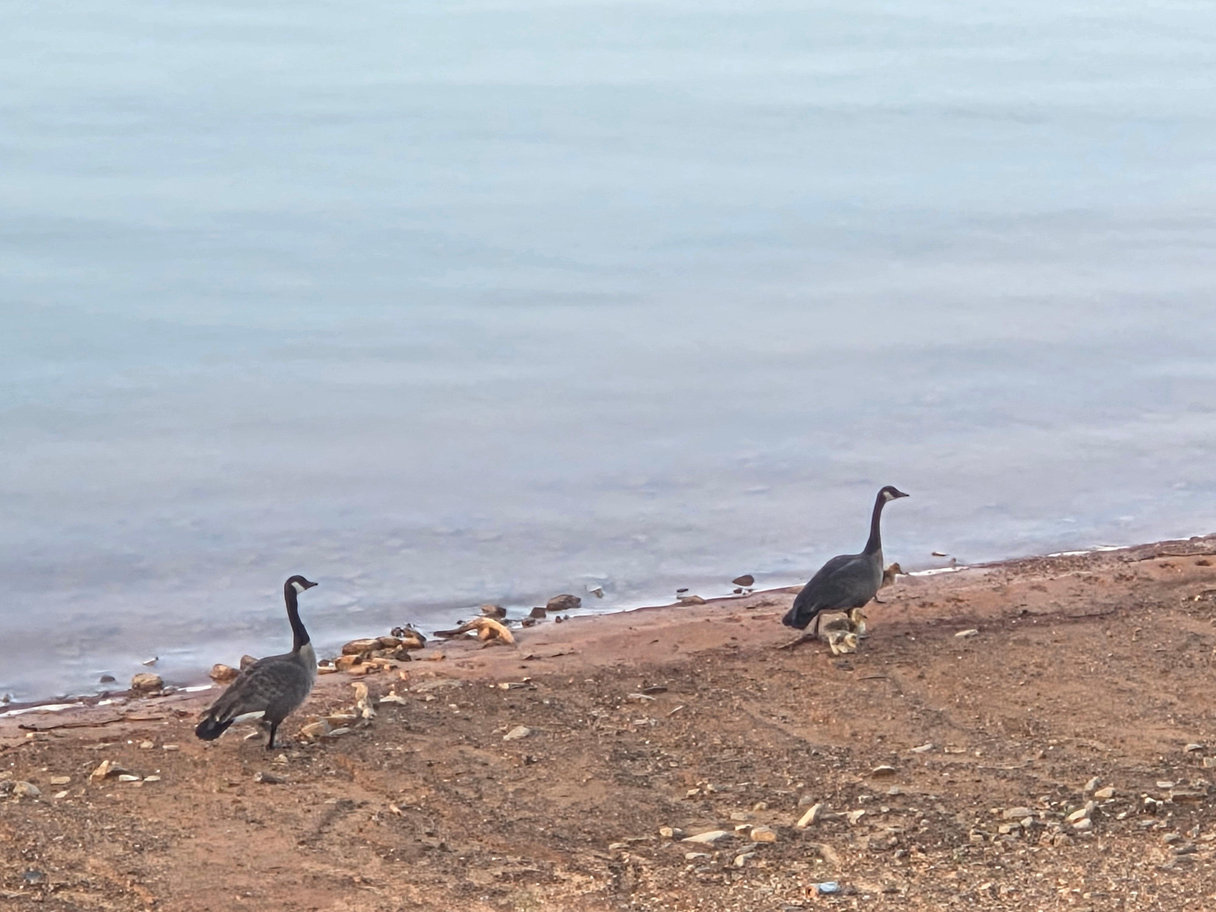Morning visitors