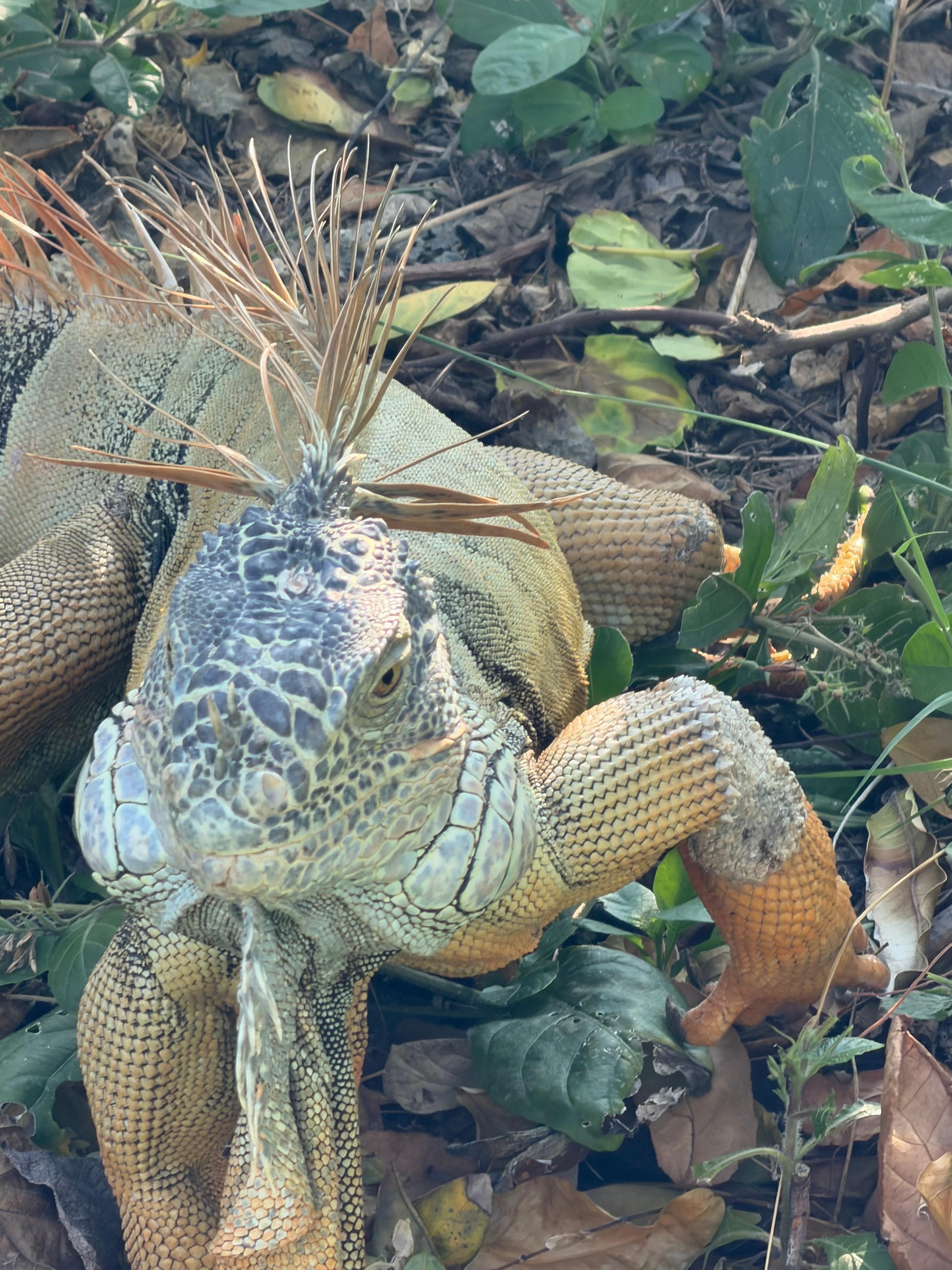 Daily visit to the pool deck