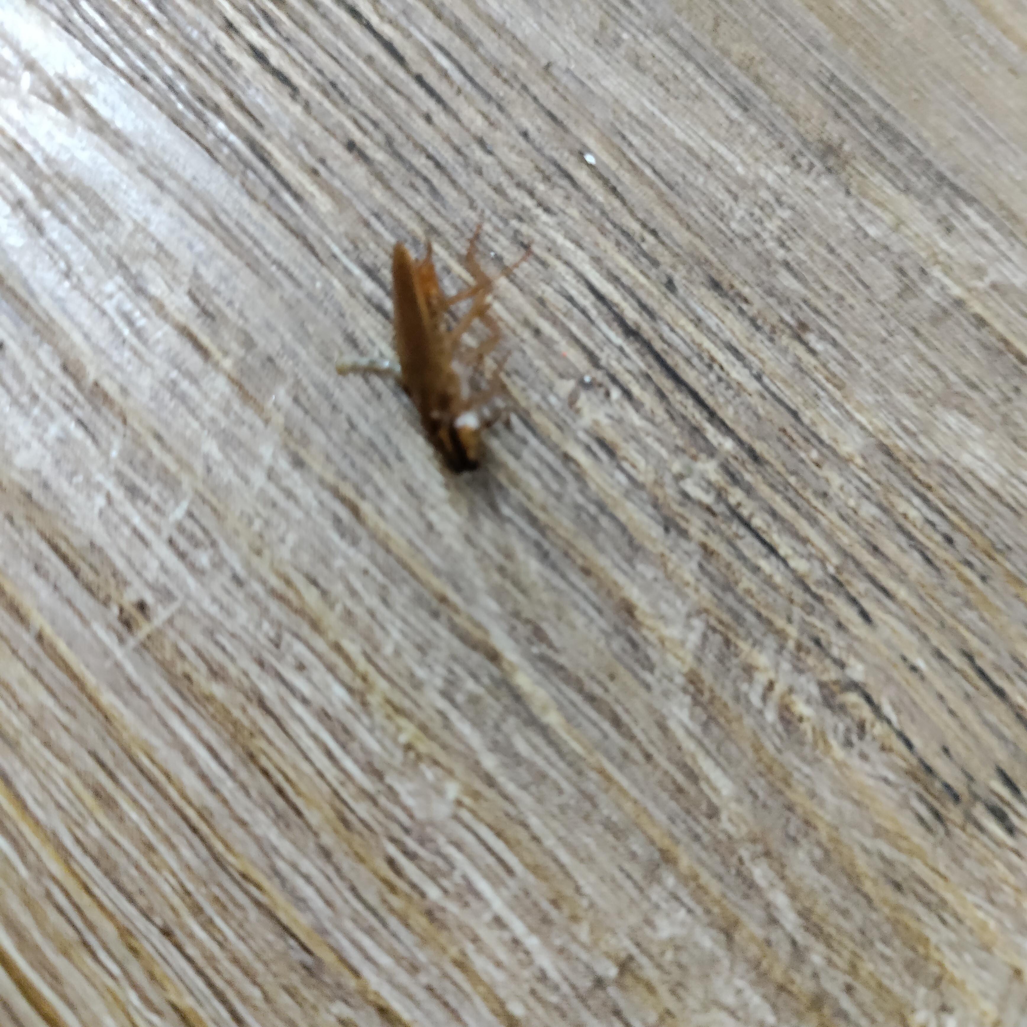 Roaches on floor.