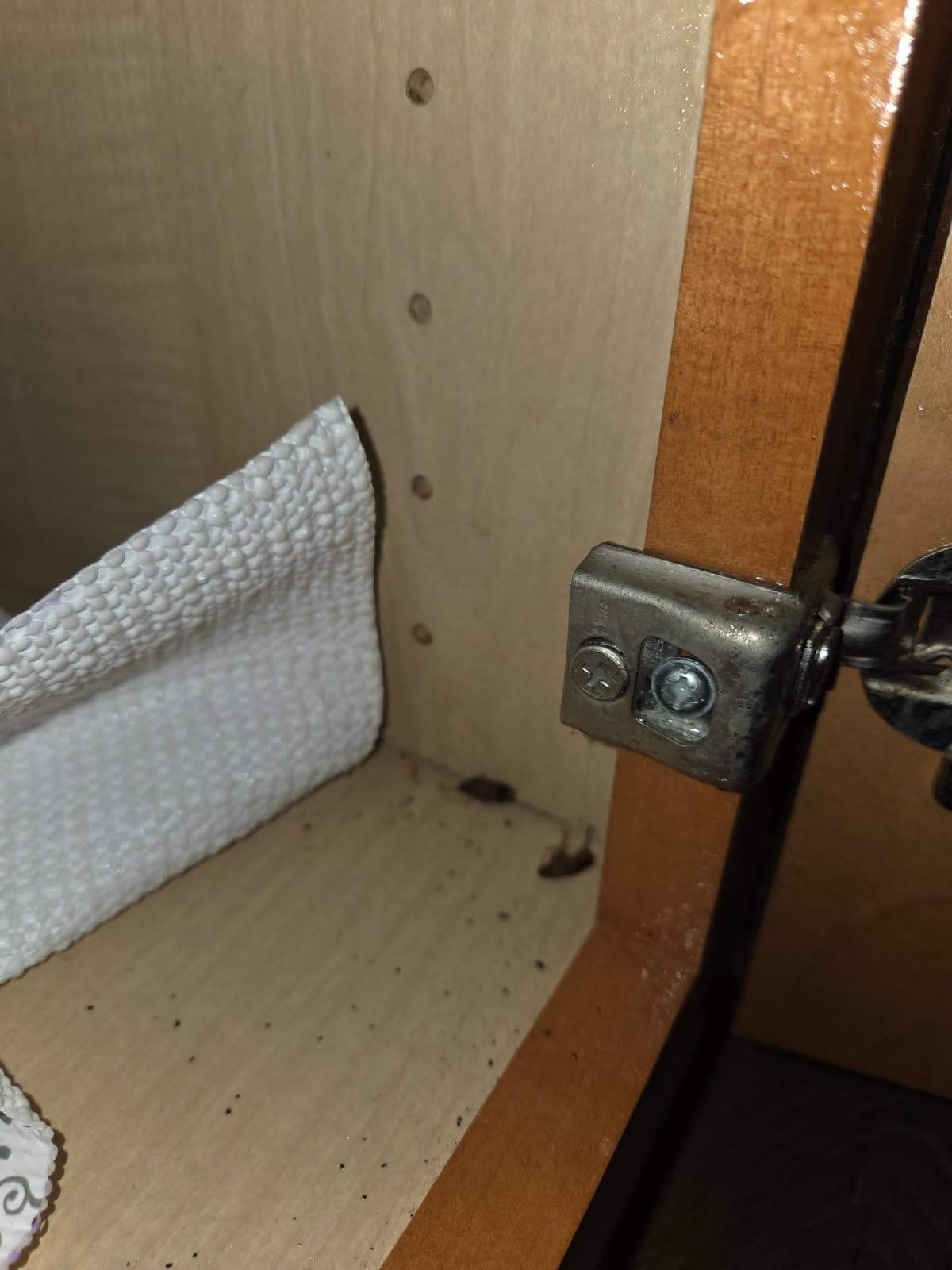 Two roaches we killed in kitchen cabinet