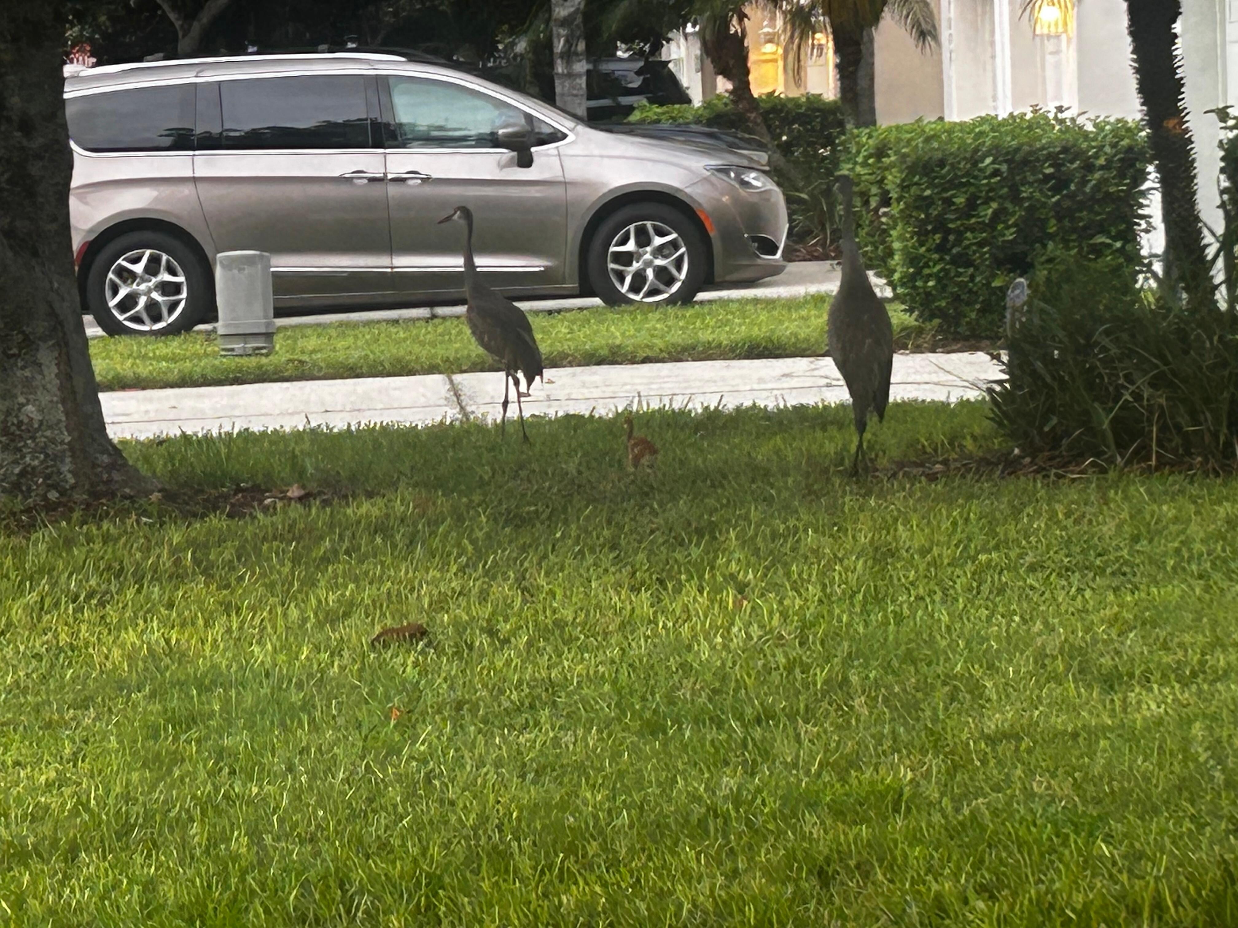 Birds again