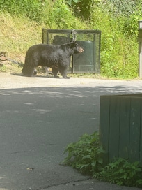 Bears!