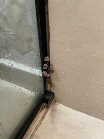 Cogumelos crescendo no box do banheiro