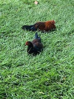 Chickens and roosters everywhere...